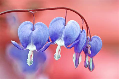 Asian Bleeding Heart Rosy Heart Shaped Flowers Dangling From Stems Cgtn