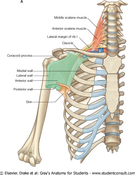 Anatomy Notes Vol1 With Orthopaedics Muscle Anatomy Anatomy