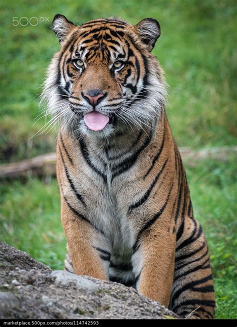 Sumatran Tiger John Vargas Beautiful Cats Animals Beautiful Cute