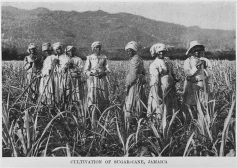 Cultivation Of Sugar Cane Jamaica Nypl Digital Collections
