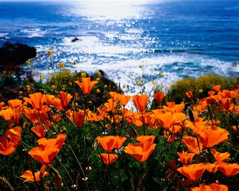 Море Красивых Цветов Фото Telegraph