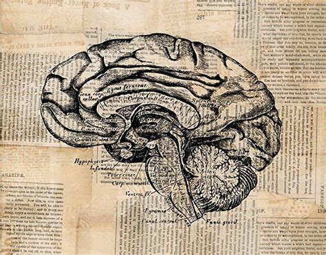 Vintage Brain Print Anatomy Art Antique Medical Diagram Illustration