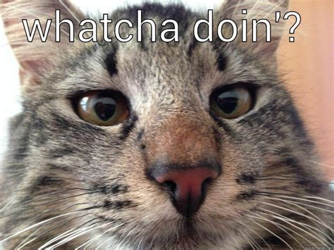 17 Funny Hello Cat Memes Factory Memes