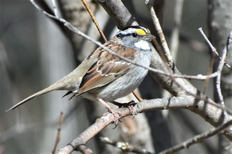 Six Local Sparrow Species — Which Is Which News Sports Jobs The