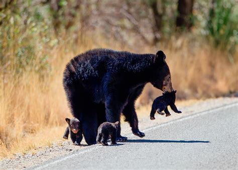 misterlemonzest “loveforallbears “a black bear mother with cubs in big bend national park