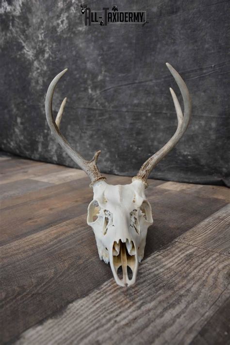 Whitetail Deer European Skull 6 Pointer Sku 1312 All Taxidermy
