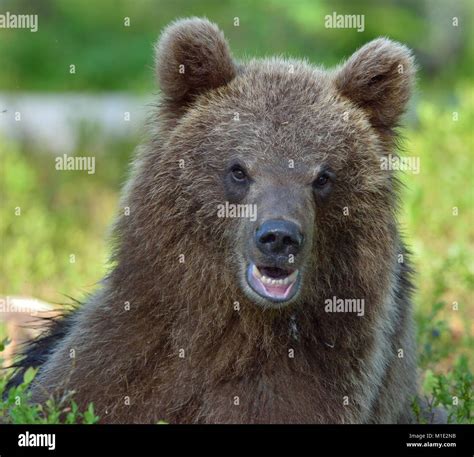 The Close Up Portrait Of Cub Of Wild Brown Bear Ursus Arctos In A