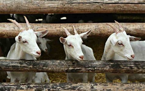 Goat Farming In The Philippines Goat Breeds Agri Farming