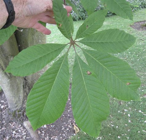 Leaf Palmate Tree Guide Uk Tree Id By Palmate Leaf