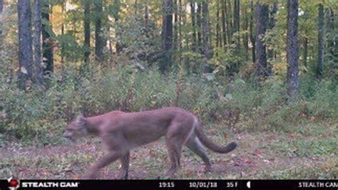 Cougar Caught On Michigan Dnr Camera In Upper Peninsula