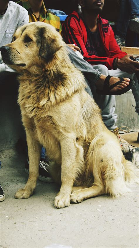 Majestic Big Doggo I Met On A Trip To The Hills Very Cuddly Cute