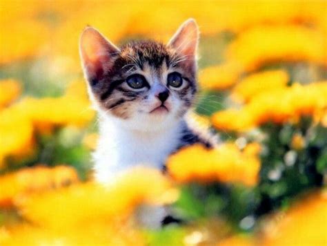 Kitten In Flowers Cute Little Kittens Cute Cats And Kittens Cute