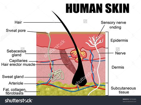 Labelled Diagram Of A Skin