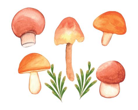 Watercolor Mushroom Clipart Set Hand Drawn Mushroom Illustration On