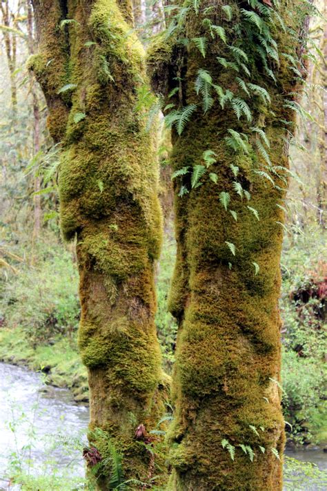Two Trees In Moss Free Stock Photo Public Domain Pictures