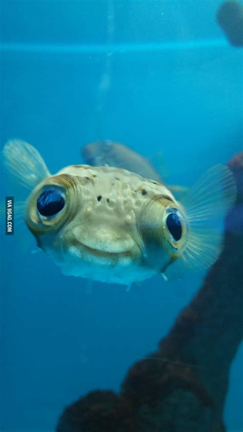Happy Puffer At The Fish Store 9gag