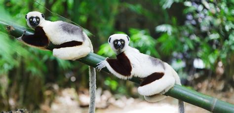 Durch die isolierte lage konnte sich eine unmenge an pflanzen (80% endemisch). Lemuren - die wahren Botschafter der Insel - Voyage ...