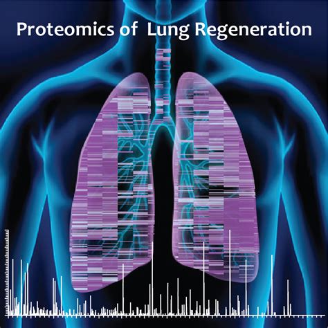 Postdoctoral Position Lung Regeneration Basement Membrane Munich
