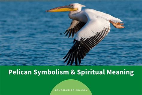 Pelican Symbolism And Meaning Totem Spirit And Omen Sonoma Birding