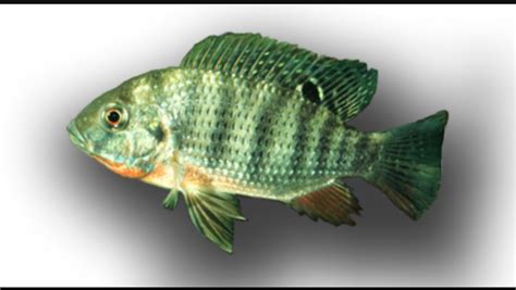 Tilapia Rendalli Cichlids Freshwater Fish Aquarium Fish