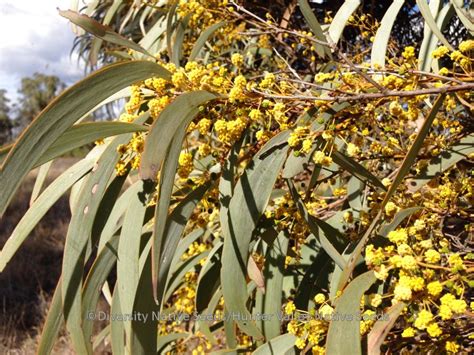 Acacia Harpophylla Brigalow Diversity Native Seeds