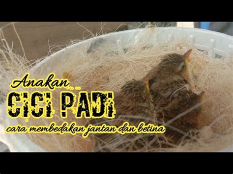 Memelihara burung kicau pastinya menyenangkan, suara kicaunya nan merdu bisa menjadi sarana hiburan bagi kita. Vidio Suara Cici Padi Betina : Update Cara Paling Mudah ...