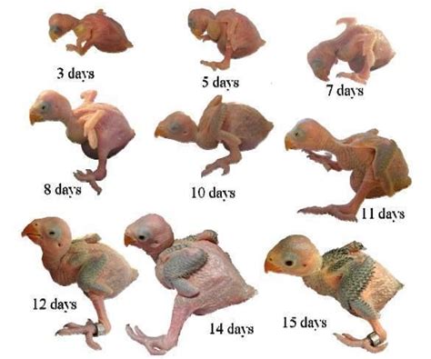 Baby Bird Growth Stages