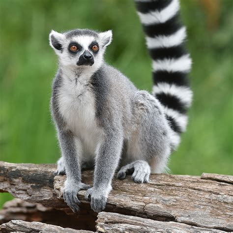 Ring Tailed Lemur Beale Wildlife Park And Gardens