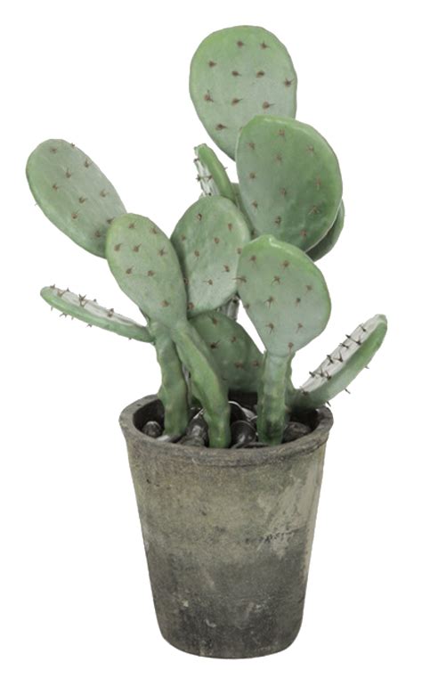 Cactus Plant Png Png Image Collection