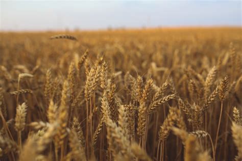 Free Images Field Wheat Prairie Countryside Harvest Crop