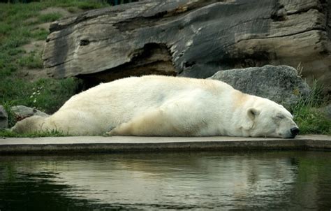 Wallpaper Open Stay Sleep Bear Sleeping Bear The Bruins For Mobile