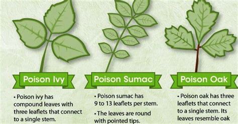 Knowing The Difference Between Poisonous Plants