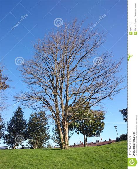 Beautiful Landscape Of Dry Tree Branch Sky Use As Natural Background