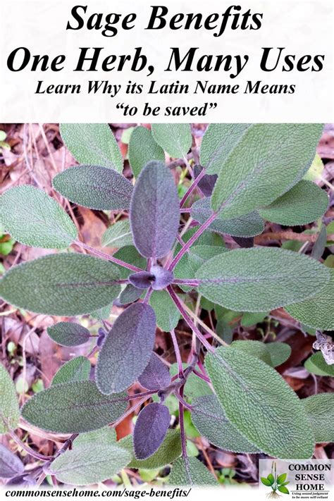 Historically members of the mint family have also been important medicinal plants, thought to cure. Sage Benefits - One Herb, Many Uses