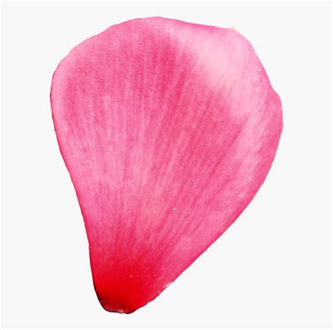 A Single Pink Flower On A White Background