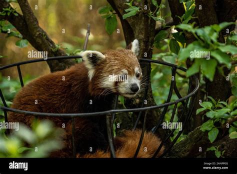 Red Panda In The Central Park Zoo In New York City Wildlife Of New