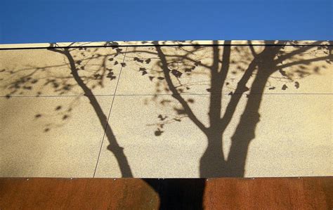 The Mathematical Tourist Tree Shadows