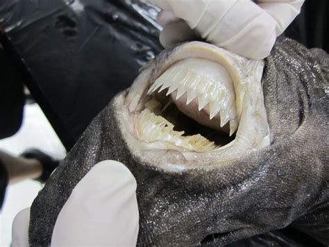 The Parasite Like Sharks That Bite Out Chunks Of Flesh From Animals