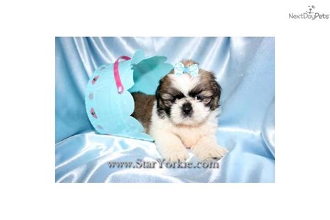 Havanese breeder of havanese dogs and havanese puppies for sale in southern california we breed havanese dogs , the only native breed of cuba, historically also known as havana silk dogs, and follow havanese club of. Havanese puppy for sale near Los Angeles, California ...