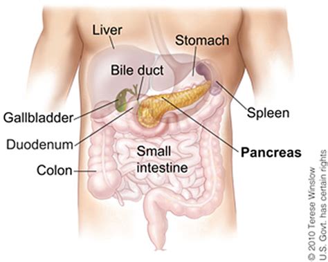When signaled, the gallbladder contracts and squeezes bile through the cystic duct and into the common bile duct. Pancreatic Cancer — Cancer Stat Facts