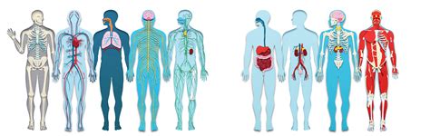 Os 10 Principais Sistemas De órgãos Do Corpo Humano