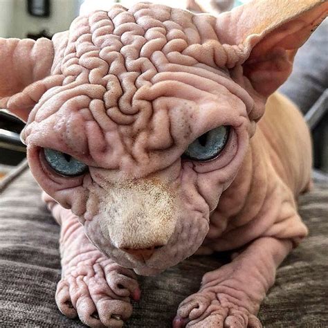 Extra Wrinkly Sphynx Kitty Called The Worlds Scariest Cat Is