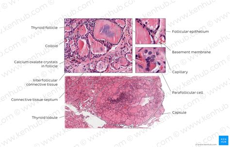 Thyroid Gland Histology Anatomy And Function Kenhub