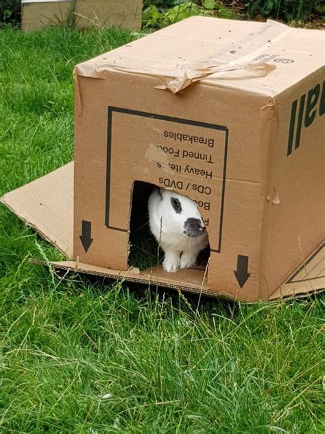 Rabbit Hiding In Cardboard Box The Animal Welfare Foundation