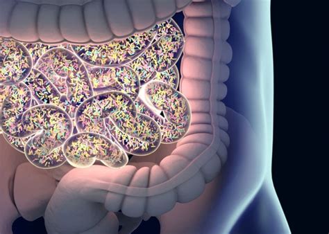 Gut Microbiome Directs Immune System To Fight Cancer