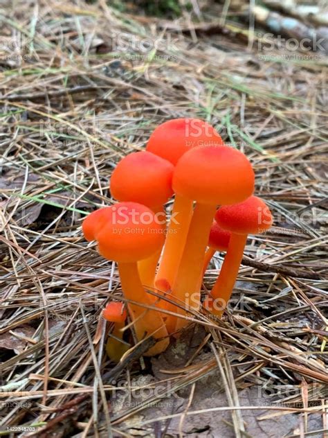 Orange Mushroom Cluster Stock Photo Download Image Now Color Image