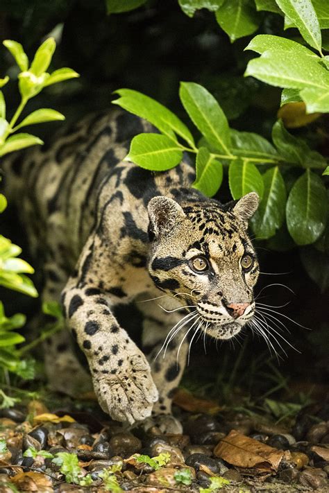 Clouded Leopard Clouded Leopard Animals Wild Wild Cats