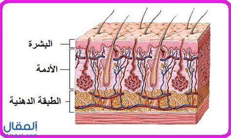 مما يتركب الجلد ووردز