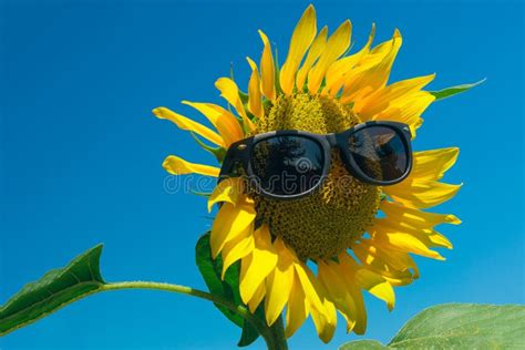 Sunflower Is Wearing Sunglasses On The Background Of Bright Blue Sky Stock Image Image Of