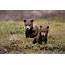 Brown Grizzly Bear Spring Cubs Photograph By Eastcott Momatiuk